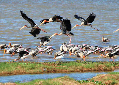 Kalametiya Bird Sanctuary