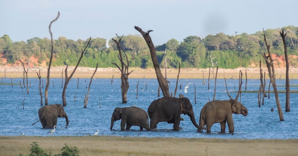 kaudulla national park