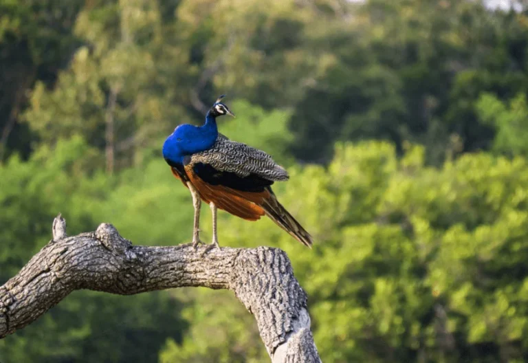 kaudulla-national-park