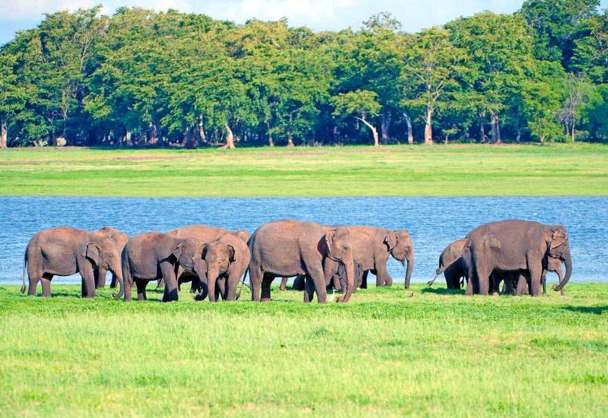 minneriya national park