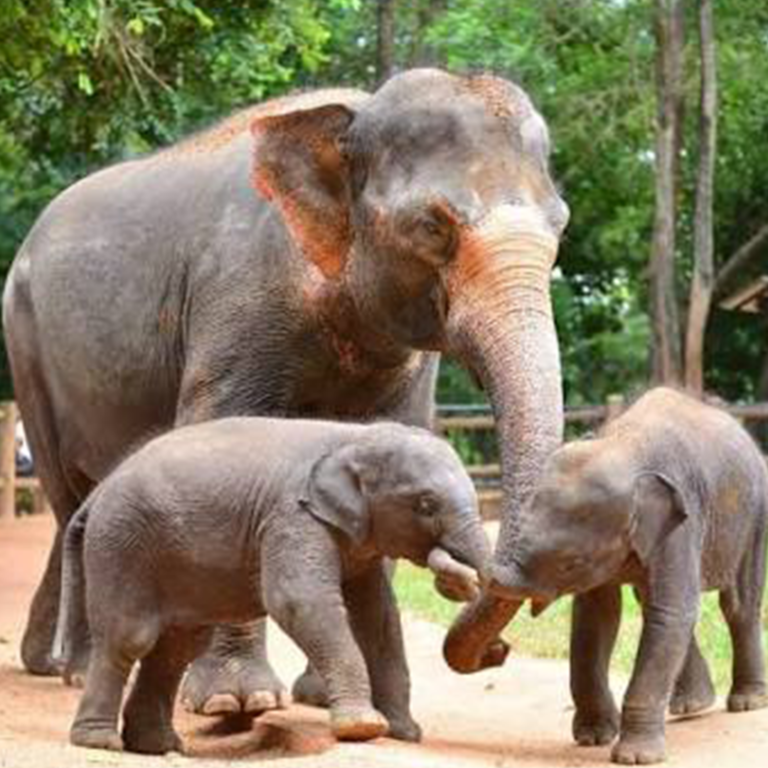 Pinnawala Elephant Orphanage