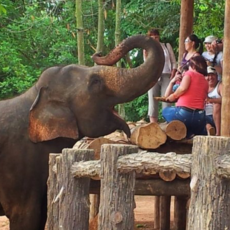 Pinnawala Elephant Orphanage
