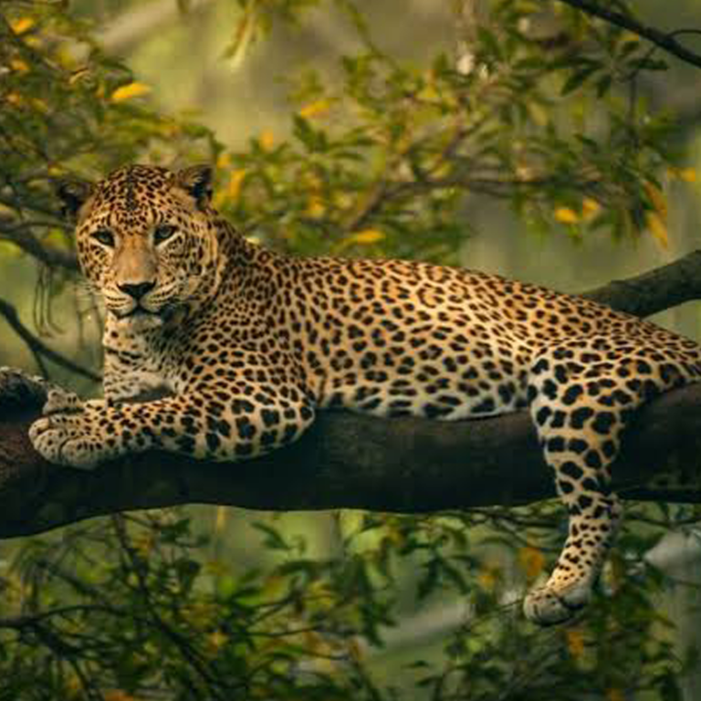 Pinnawala Zoo