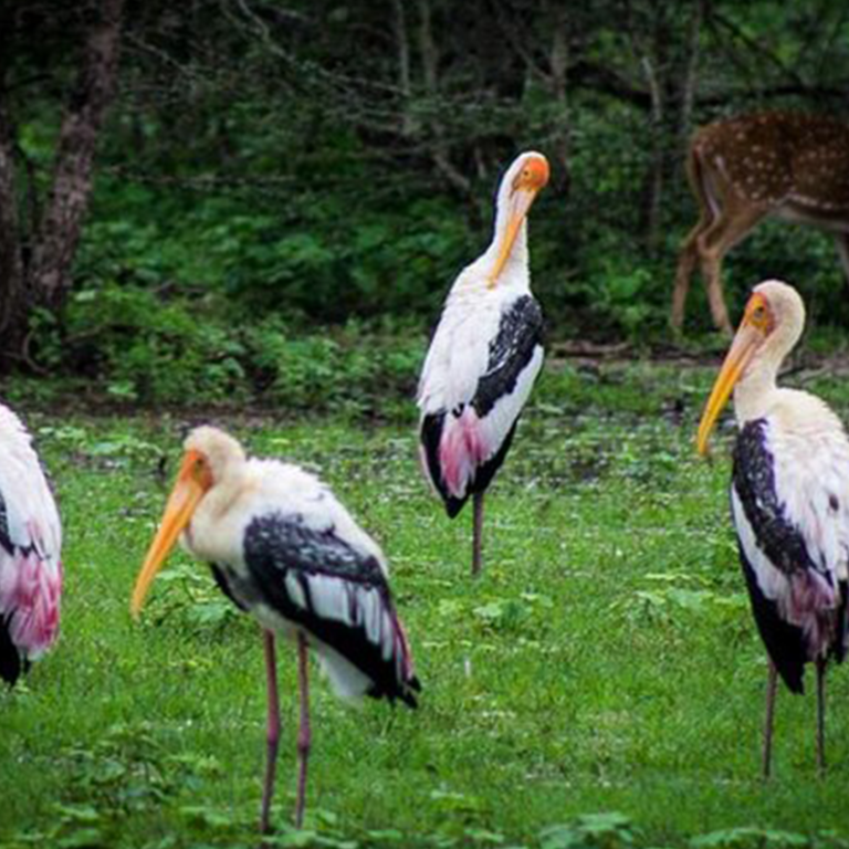 Pinnawala Zoo