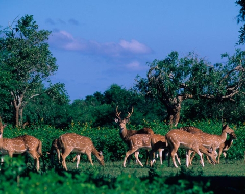 somawathiya-national-park