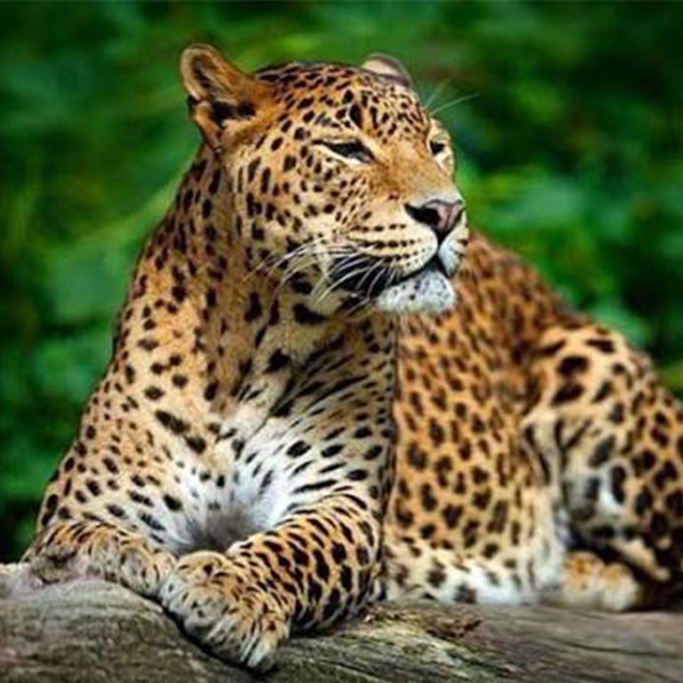 Makandawa Rainforest Reserve