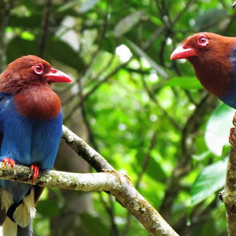 Makandawa Rainforest Reserve