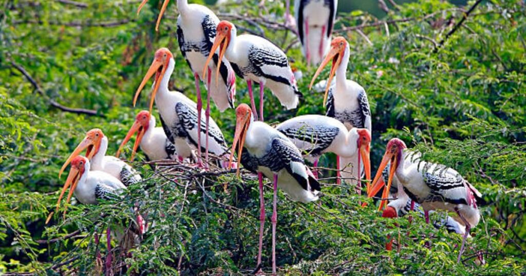 vankalai bird sanctuary