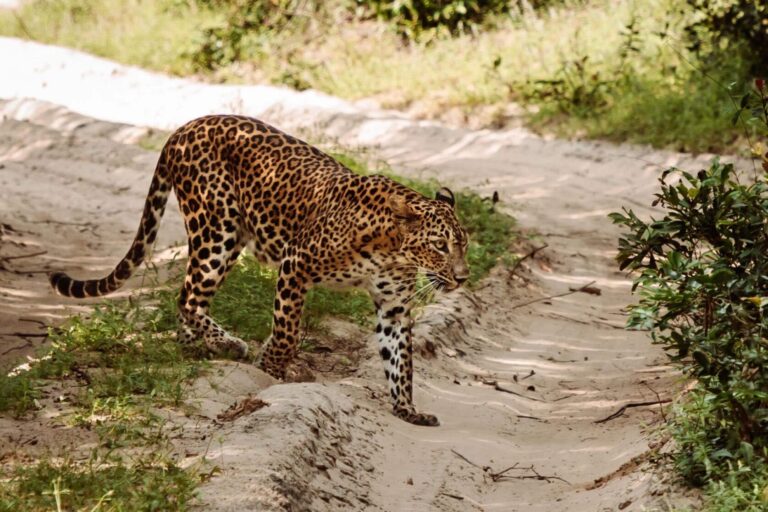 wilpattu