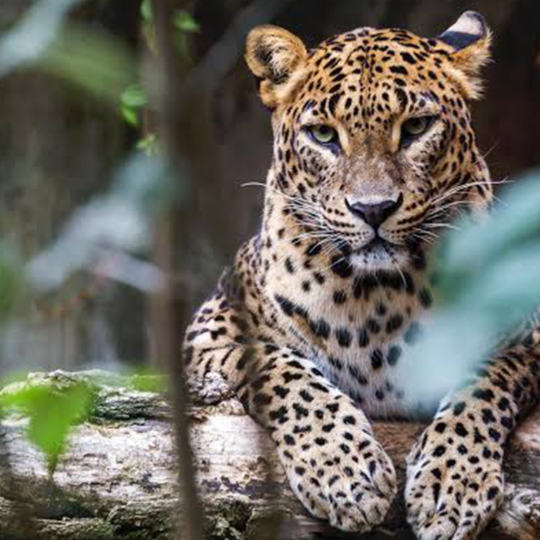 Yala National Park