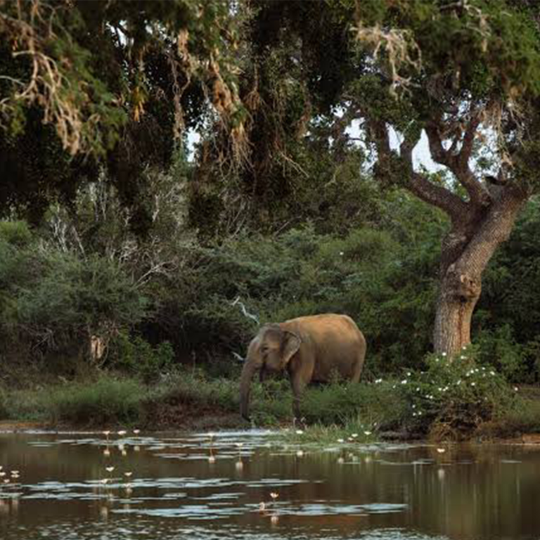 Yala National Park