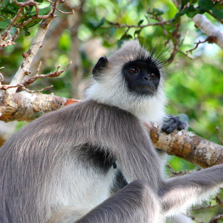 Yala National Park